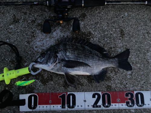 チヌの釣果