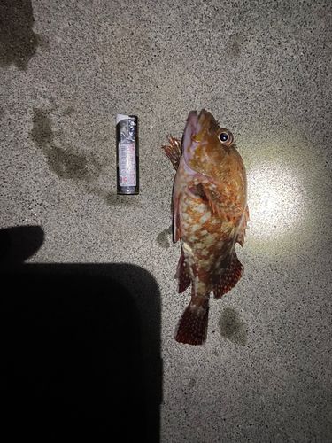 アカハタの釣果