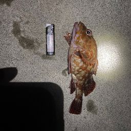 アカハタ