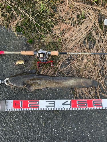 ナマズの釣果