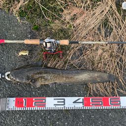 ナマズ