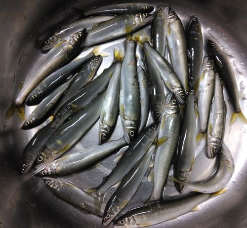 アユの釣果