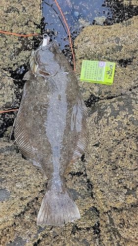 ヒラメの釣果