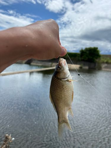 ギンブナの釣果