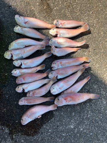 シロアマダイの釣果