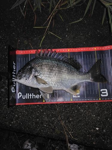 キビレの釣果
