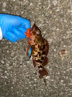 カサゴの釣果