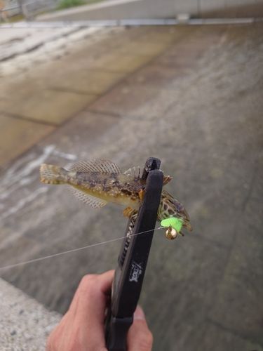 ハゼの釣果