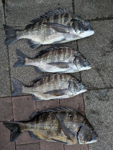 クロダイの釣果