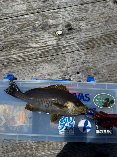 イサキの釣果