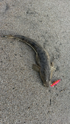 マゴチの釣果