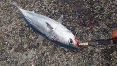 ソウダガツオの釣果
