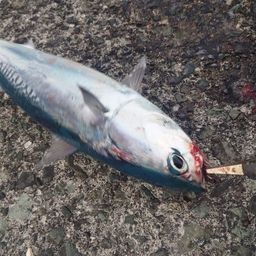 ソウダガツオ