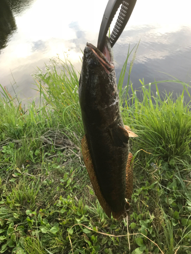 ライギョの釣果