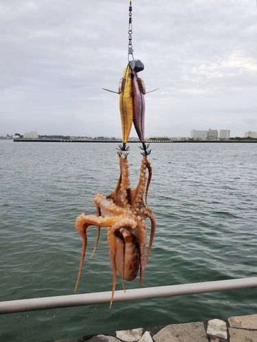 タコの釣果