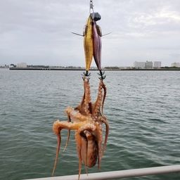 タコ