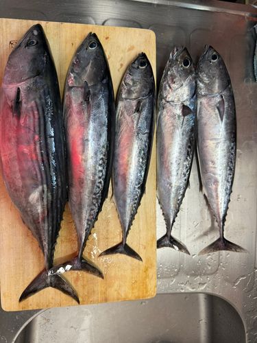 ハガツオの釣果