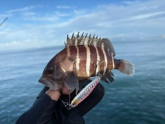マハタの釣果