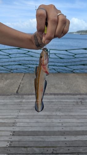 ニシキハゼの釣果