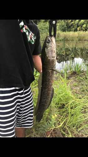 ライギョの釣果