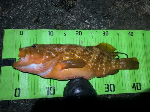 キジハタの釣果