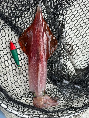 ヤリイカの釣果
