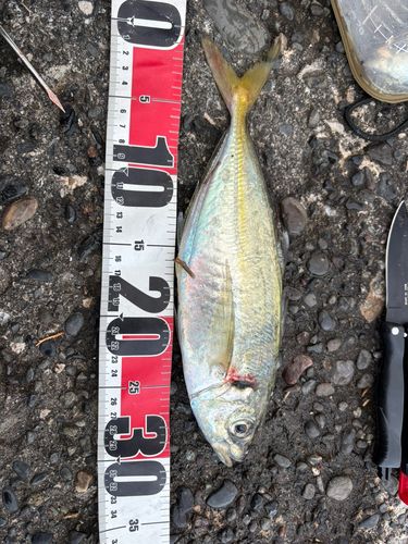 マアジの釣果