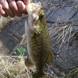 スモールマウスバス