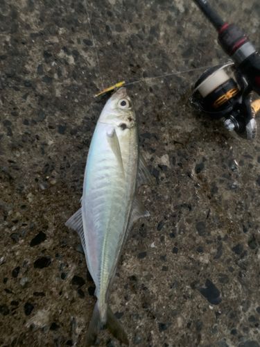 マルアジの釣果