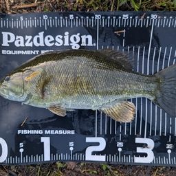 スモールマウスバス