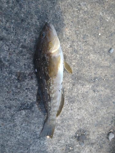 アイナメの釣果