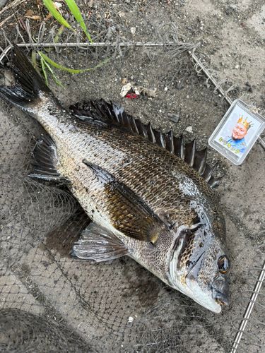 クロダイの釣果