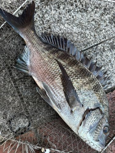クロダイの釣果
