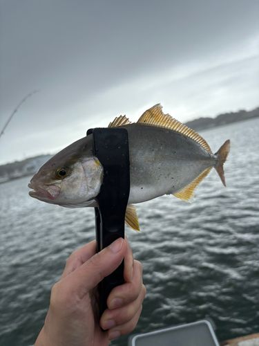 ショゴの釣果