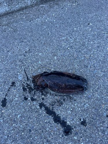 コウイカの釣果