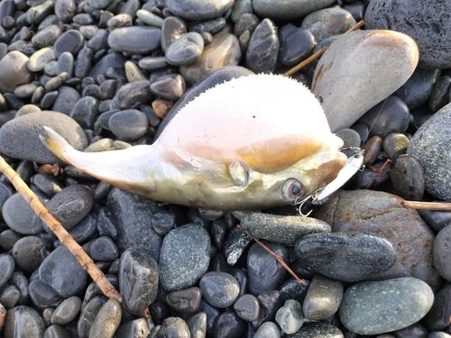 シロサバフグの釣果