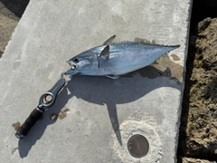 スマカツオの釣果
