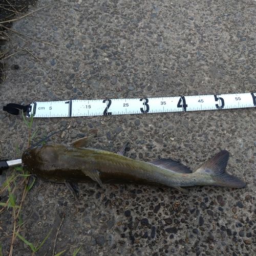 アメリカナマズの釣果