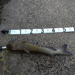 アメリカナマズ