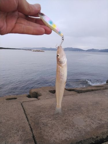 シロギスの釣果
