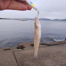 シロギス