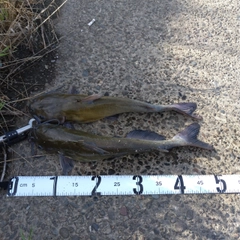 アメリカナマズの釣果