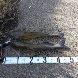 アメリカナマズ