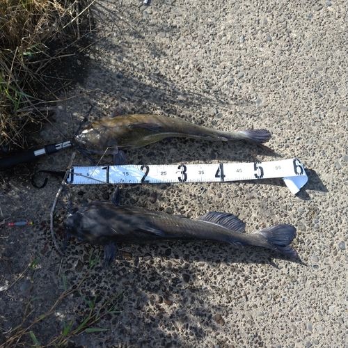 アメリカナマズの釣果