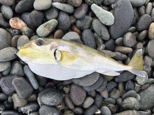 シロサバフグの釣果