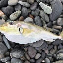 シロサバフグ