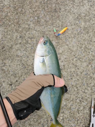 ワカシの釣果