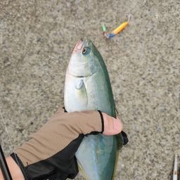 ワカシ
