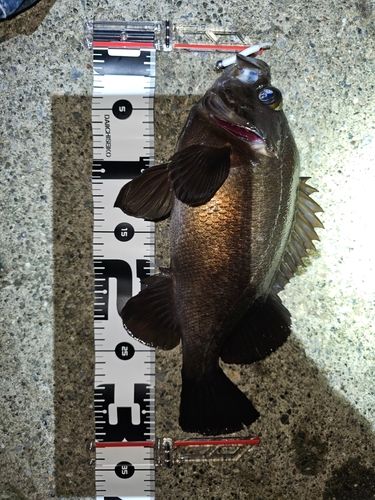 メバルの釣果