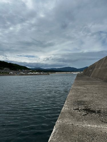 キジハタの釣果